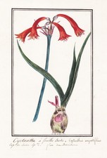 Amaryllis Cyrtanthus Botanique