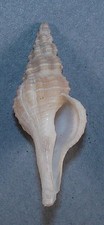 FUSINUS BOETTGERI 37.63mm BEAUTIFUL RARE SPECIMEN off Dakar, Senegal 1993