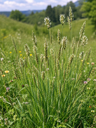 Anthoxanthum odoratum 500 - anthoxanthum, odoratum,