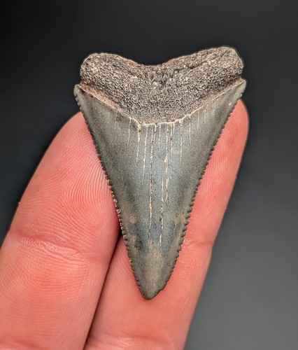 Gorgeous great white - 1.75",