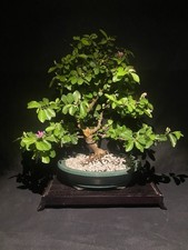 Grewia Bonsai