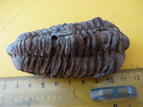 Trilobite colpocoryphe grandis - trilobite,