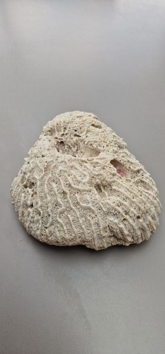 Fossile corail origine kenya - fossile,