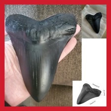 COLLECTION FOSSILE SQUELETTE DENT NOIR 13cm MEGALODON DE REQUIN PRÉHISTORIQUE