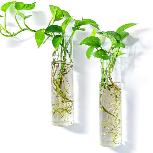 Wallmounted plant terrarium - wallmounted,