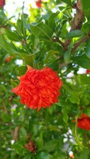 Punica granatum 'Pleniflora' /