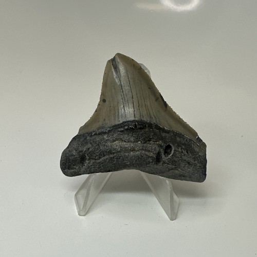 Megalodon shark tooth 39 - megalodon, 2.39