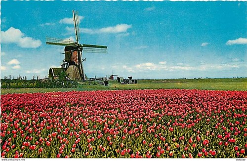 Carte postale moulin à vent - carte,