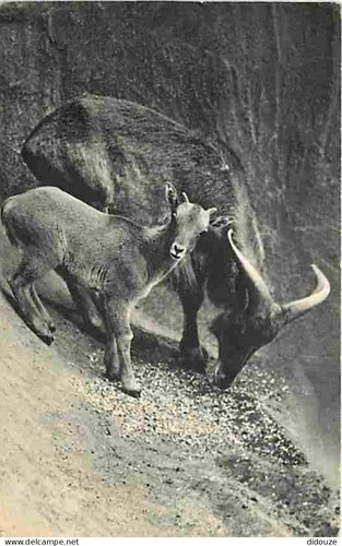Carte postale animaux - carte,