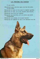 Animaux - Chiens - Berger