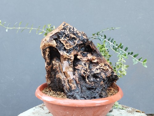 Bonsaï olivastre 20 cm - bonsaï,