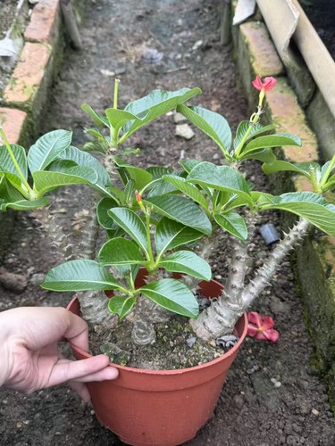 Multi heads pachypodium - multi,