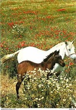 Carte Postale - Animaux -