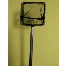 Aquarium de poisson crevet