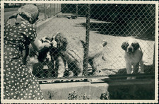 Suisse, Fluelen, Chiots St-Bernard, 1949, Vintage silver print Vintage silver pr