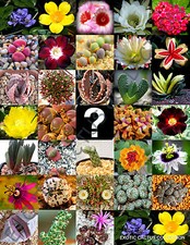 MYSTERY SEED MIX SURPRISE rare exotic flowering color plant random seed 50 seeds