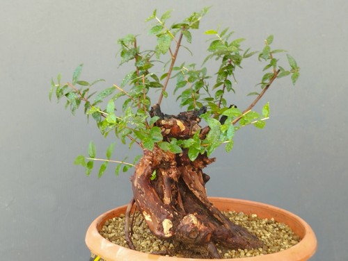 Bonsaï myrte sauvage 20 - bonsaï,