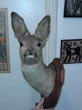 Ancien trophée socle bois