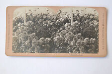 PHOTO STEREO Greenhouses Flowers Chrysanthemums Chrysanthemums, c. 1900 - US STEREOVIEW