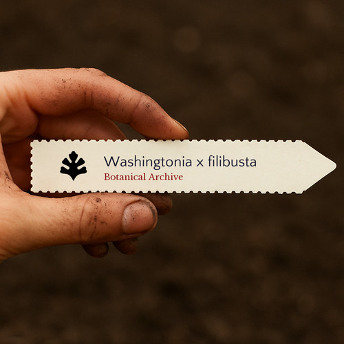Washingtonia filibusta seeds - x,