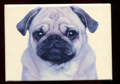 Magnet chien chiot carlin - magnet,