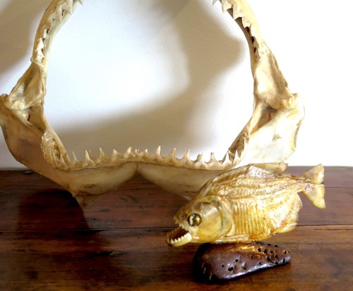 Objet cabinet curisioté - objet,
