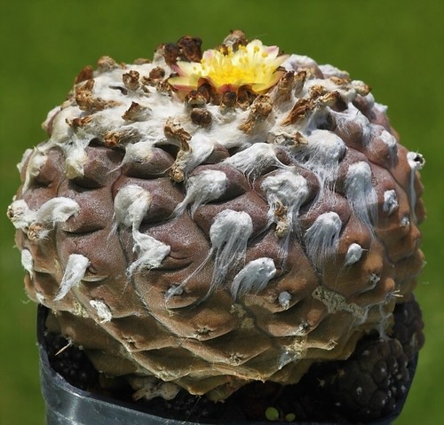 Graines copiapoa - graines,