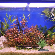  Décor De Reptile Accessoire