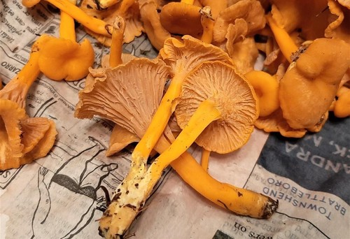 Funnel chanterelle yellow - chanterelle, ft