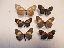 Entomologie Nymphalidae