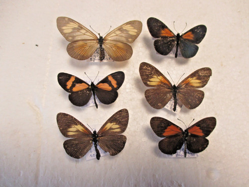Entomologie nymphalidae - entomologie,
