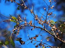 1,000 + Chinese Elm Tree Seeds (Ulmus parvifolia) Bonsai