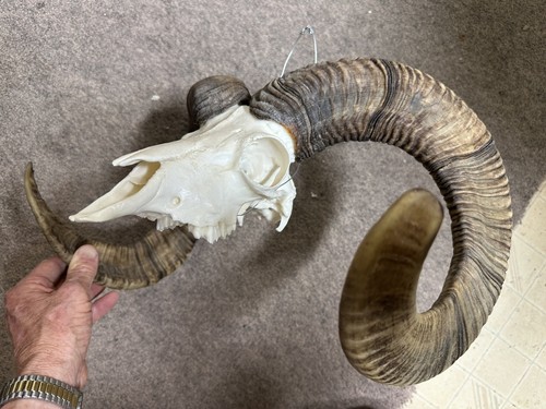 Mouflon sheep skull horns - skull,