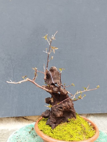 Bonsaï bougainvillier x - bonsaÏ,