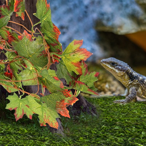 Accessoire pour terrarium - accessoire,