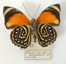 Agrias pericles Trajanus f. immaculata Male - Brésil Manaus - 68 mm - A -  -