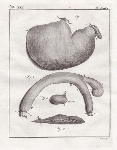 Singe capucin casquette - singe, À