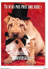 Animaux - Chiens - Shar-Pei - Chien plissé - CPM - Voir Scans Recto-Verso