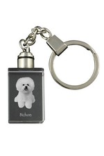 Bichon Frisé, Bichon Bouclé