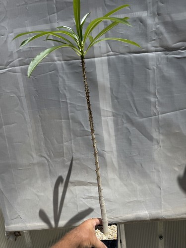 Pachypodium rutenbergianum