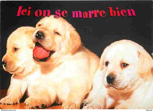 Carte postale animaux - -,