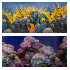 poster fond aquarium reversible 60 X 60 CM  eau de mer / corail