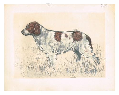 Chien epagneul breton - chien, :