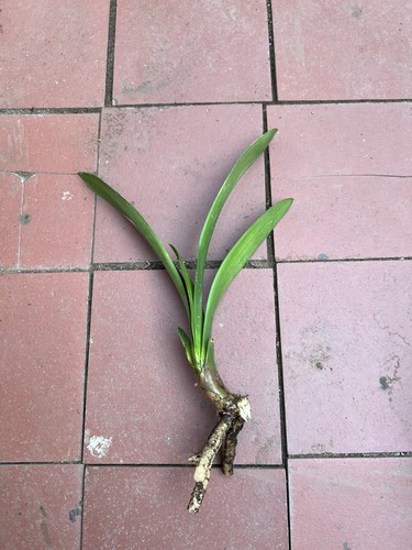 Clivia miniata bush lily - clivia,