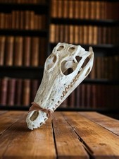 Crâne de reptile Vintage Taxidermie