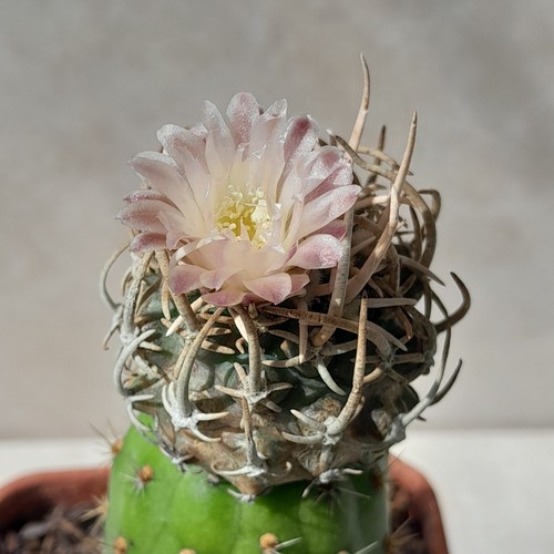 Pediocactus peeblesiana rare - peeblesiana,