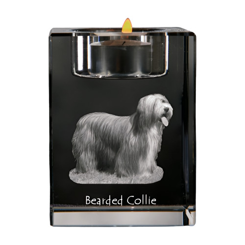 Bearded collie support - collie, À