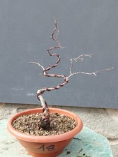 Bonsaï orme champêtre 37 x