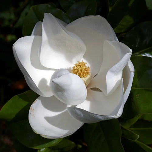 Magnolia grandiflora goliath - magnolia,