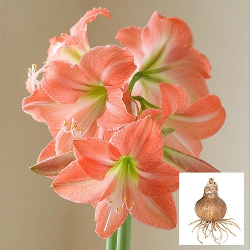 Amaryllis dutch king - amaryllis, 'king